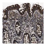Merck Anti-HSCB antibody produced in rabbit