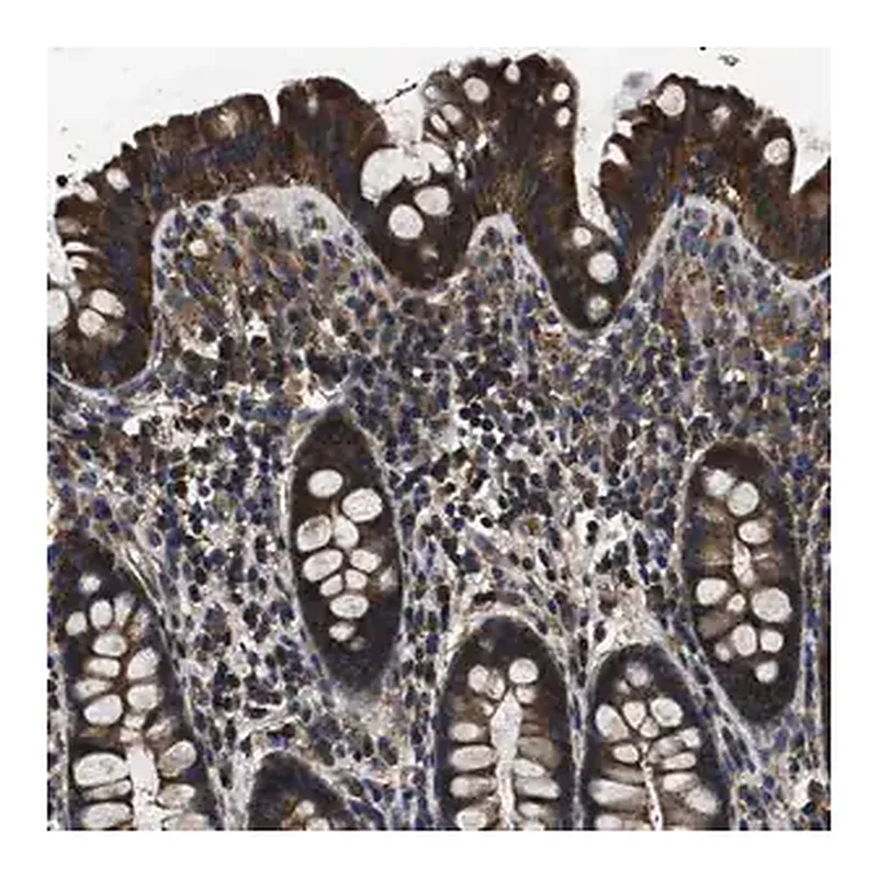 Merck Anti-HSCB antibody produced in rabbit