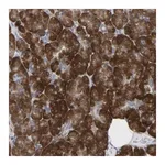 Merck Anti-UBE4B antibody produced in rabbit
