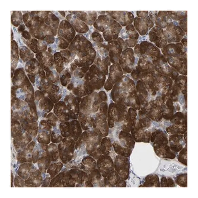 Merck Anti-UBE4B antibody produced in rabbit