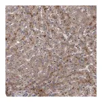 Merck Anti-ITIH3 antibody produced in rabbit