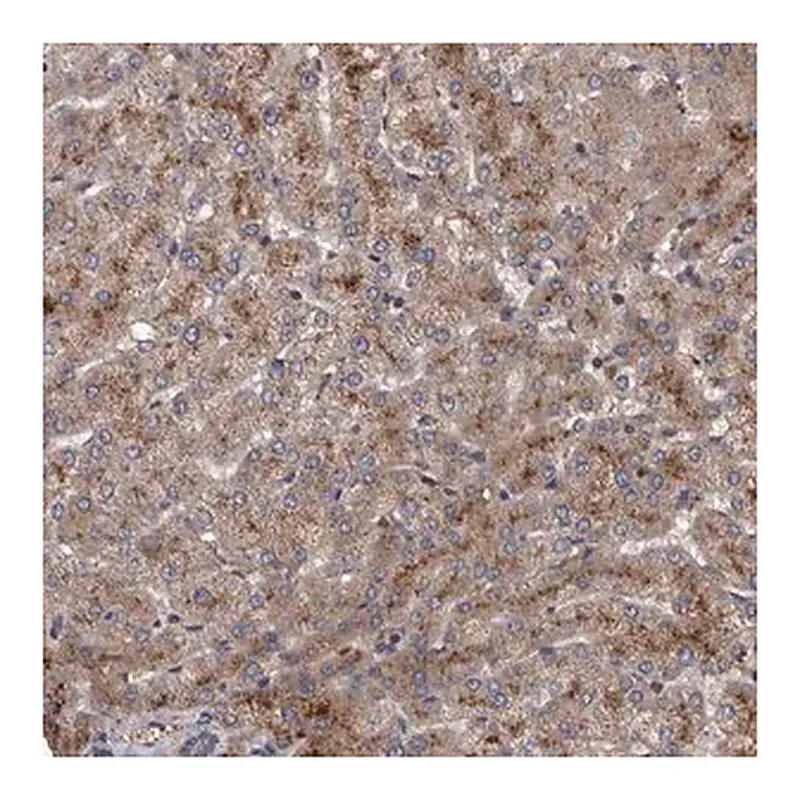 Merck Anti-ITIH3 antibody produced in rabbit