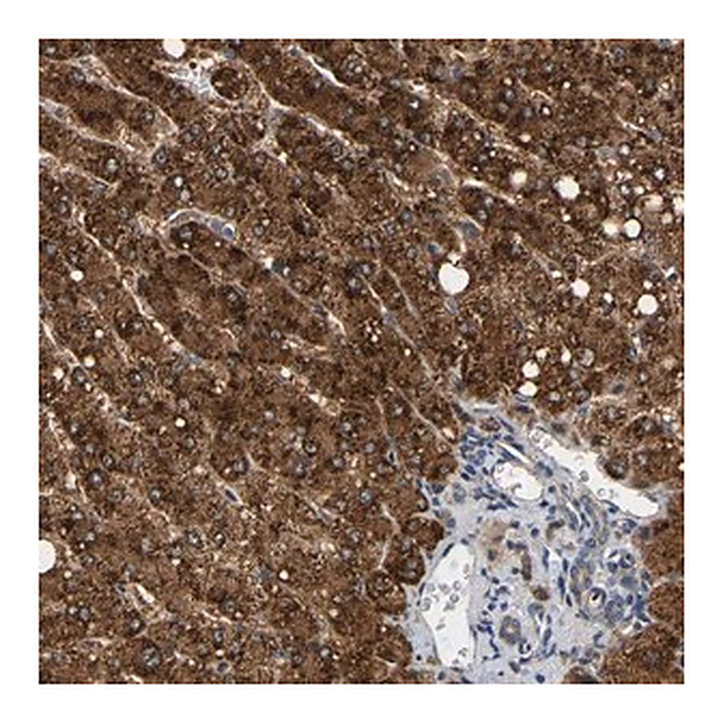 Merck Anti-PPID antibody produced in rabbit