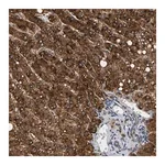 Merck Anti-PPID antibody produced in rabbit
