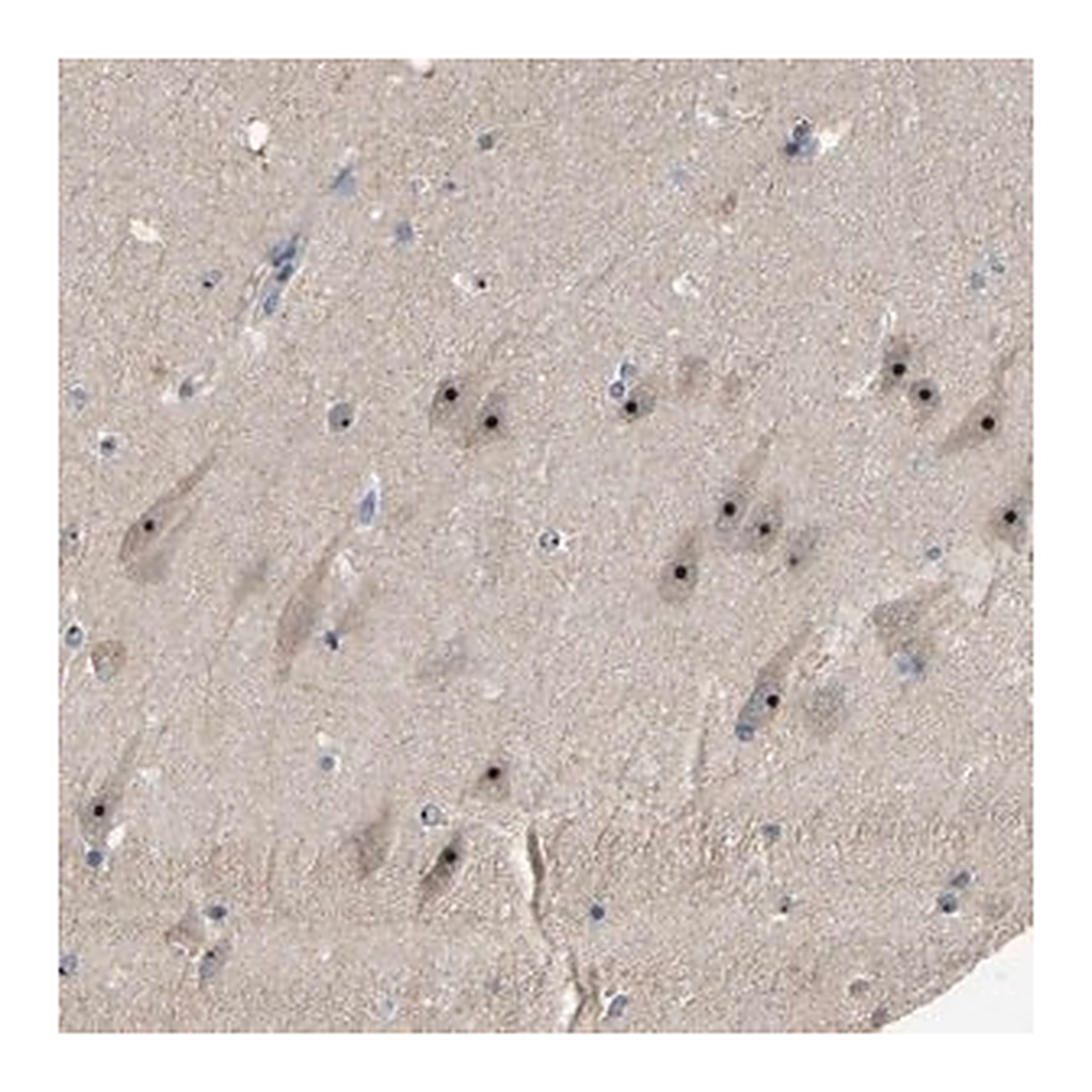 Merck Anti-GLTSCR2 antibody produced in rabbit