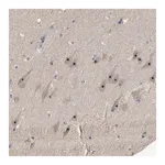 Merck Anti-GLTSCR2 antibody produced in rabbit