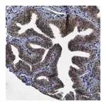 Merck Anti-ZNHIT1 antibody produced in rabbit