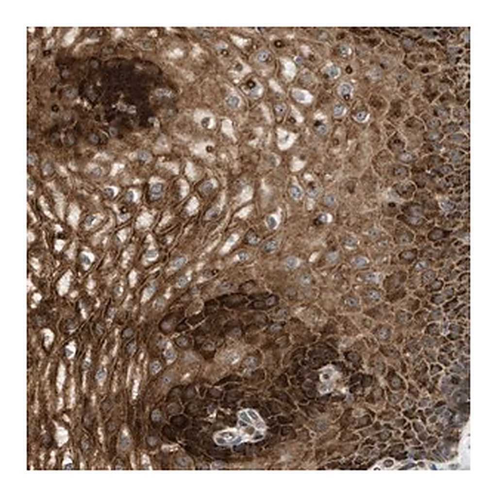 Merck Anti-C7orf43 antibody produced in rabbit
