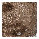Merck Anti-C7orf43 antibody produced in rabbit