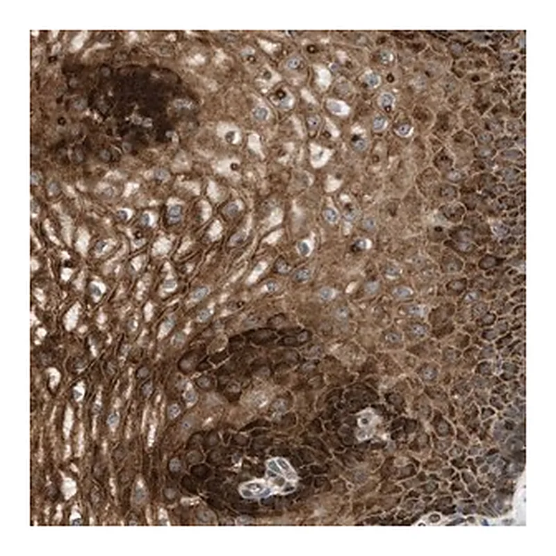Merck Anti-C7orf43 antibody produced in rabbit