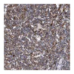 Merck Anti-TRIM65 antibody produced in rabbit