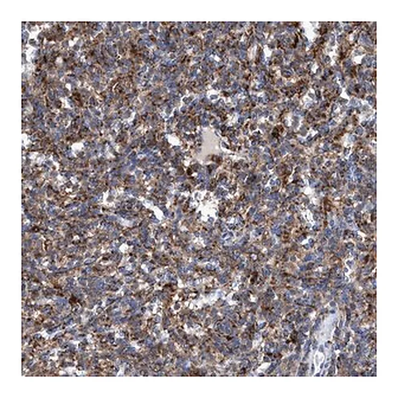Merck Anti-TRIM65 antibody produced in rabbit