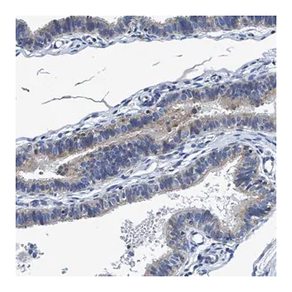Merck Anti-ANKFN1 antibody produced in rabbit