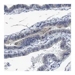Merck Anti-ANKFN1 antibody produced in rabbit