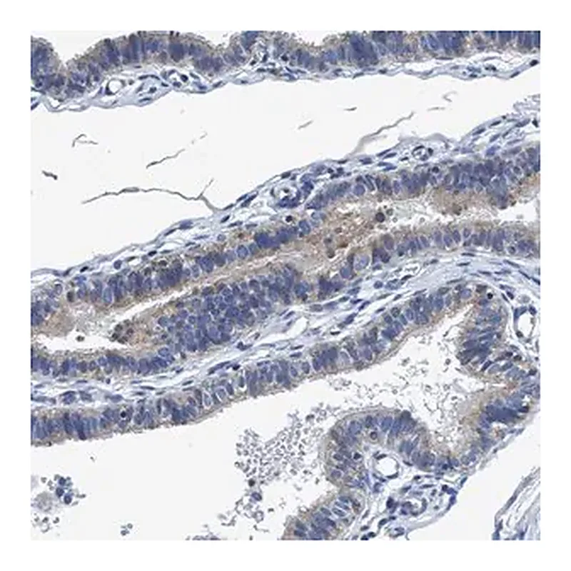 Merck Anti-ANKFN1 antibody produced in rabbit