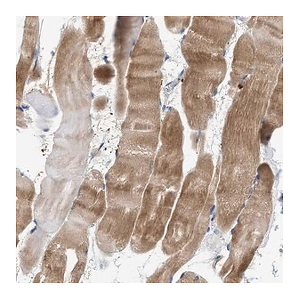 Merck Anti-CCDC171 antibody produced in rabbit