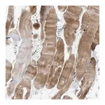 Merck Anti-CCDC171 antibody produced in rabbit