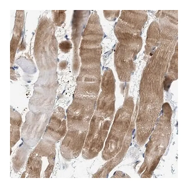 Merck Anti-CCDC171 antibody produced in rabbit