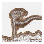 Merck Anti-RGL1 antibody produced in rabbit
