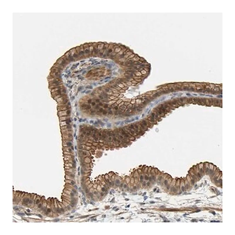 Merck Anti-RGL1 antibody produced in rabbit