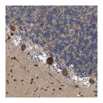 Merck Anti-EOGT antibody produced in rabbit