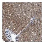 Merck Anti-CDRT4 antibody produced in rabbit