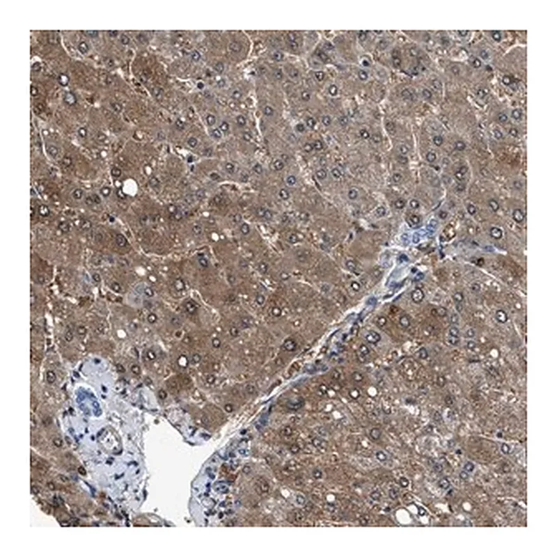Merck Anti-CDRT4 antibody produced in rabbit