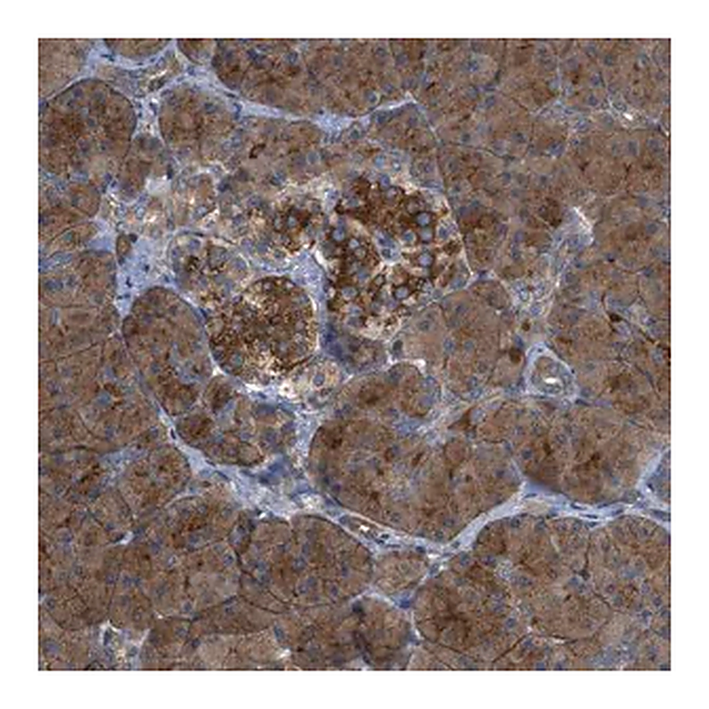 Merck Anti-CYB5D1 antibody produced in rabbit