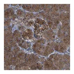 Merck Anti-CYB5D1 antibody produced in rabbit
