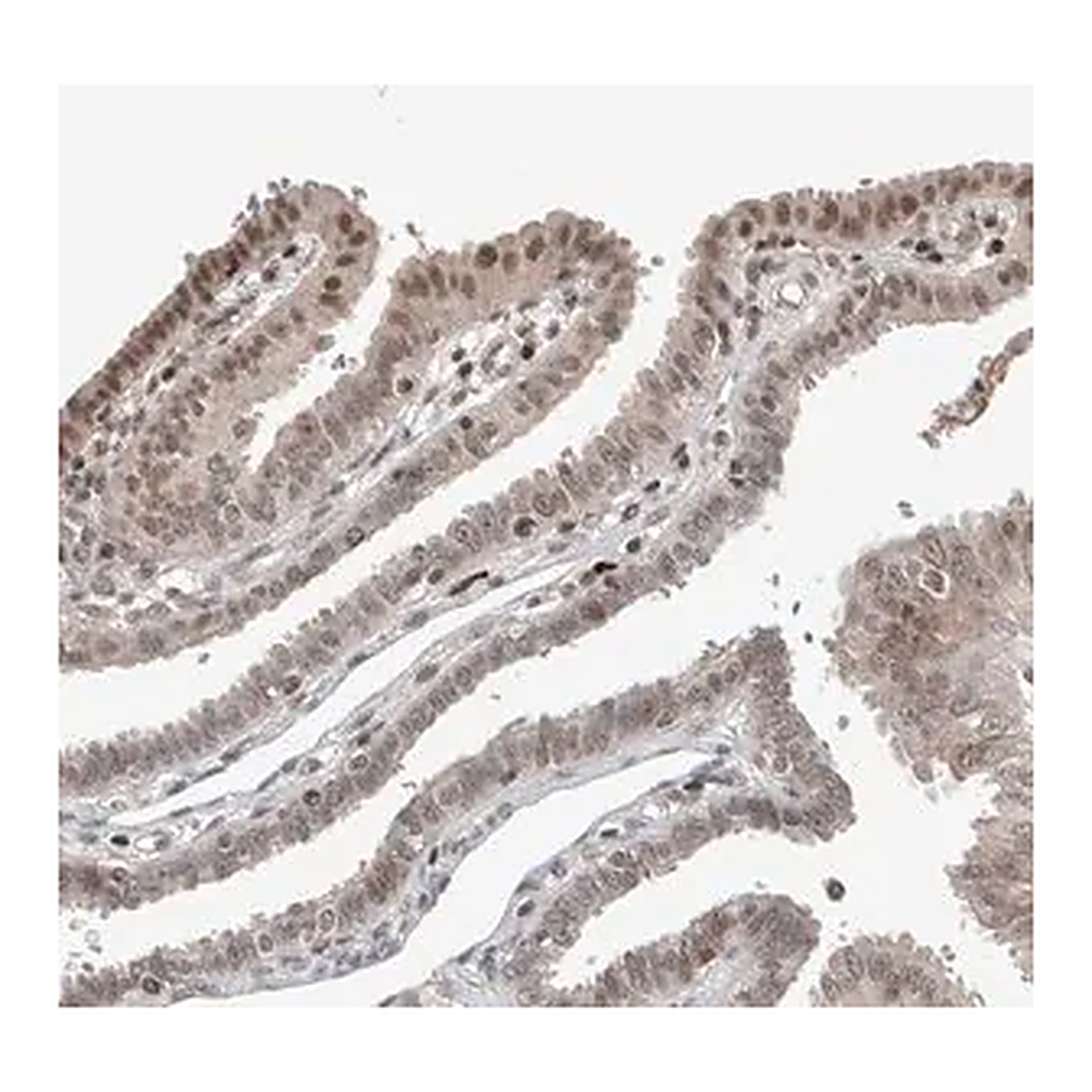 Merck Anti-ZNF592 antibody produced in rabbit