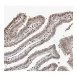 Merck Anti-ZNF592 antibody produced in rabbit