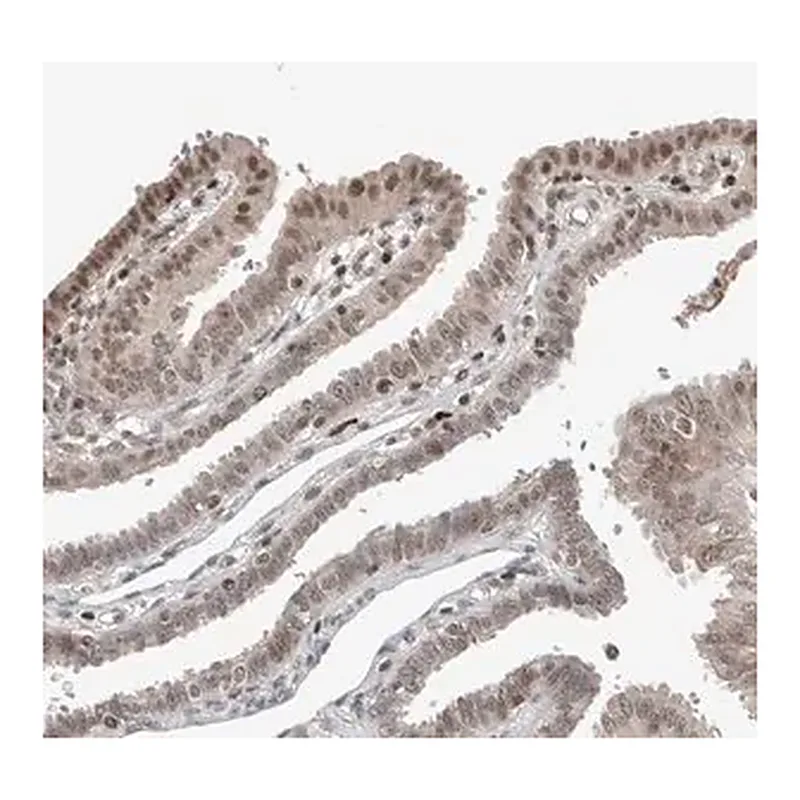 Merck Anti-ZNF592 antibody produced in rabbit