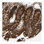 Merck Anti-GOPC antibody produced in rabbit