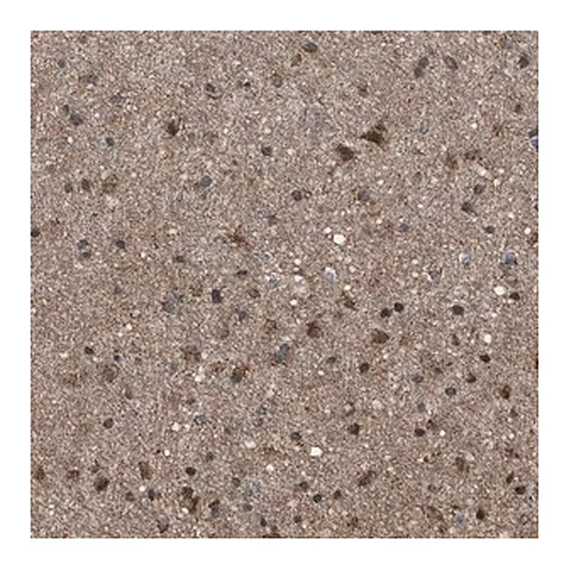 Merck Anti-SGSM2 antibody produced in rabbit