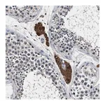 Merck Anti-DENND6B antibody produced in rabbit