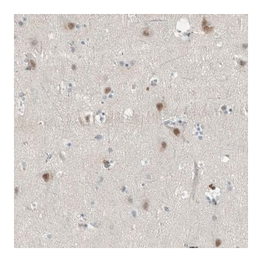 Merck Anti-CERCAM antibody produced in rabbit