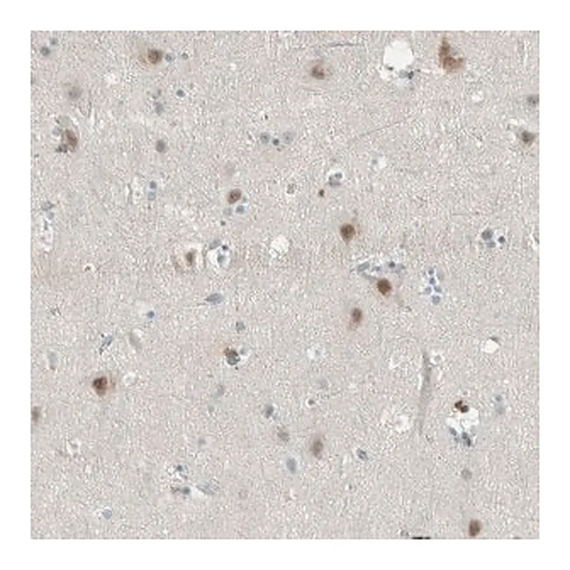 Merck Anti-CERCAM antibody produced in rabbit