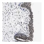 Merck Anti-SETD1B antibody produced in rabbit