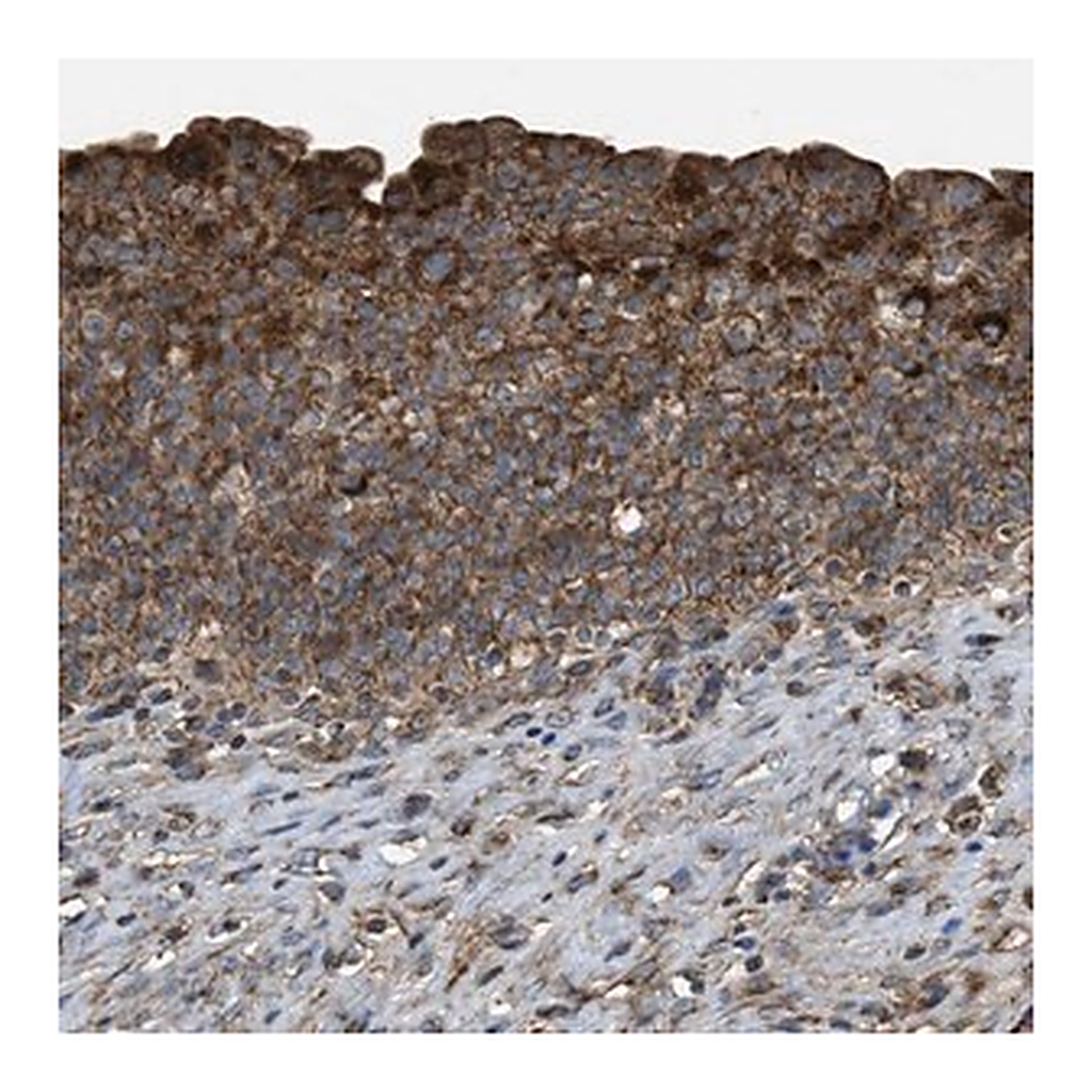 Merck Anti-SLC10A3 antibody produced in rabbit