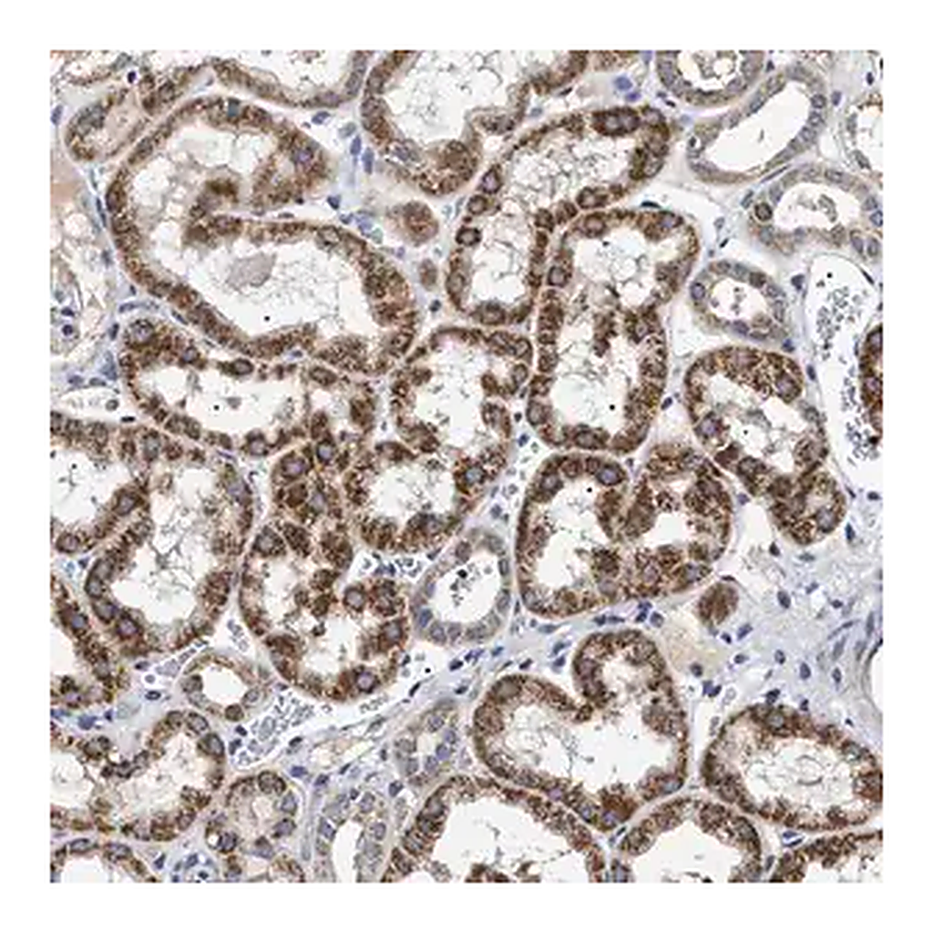 Merck Anti-CHRDL2 antibody produced in rabbit