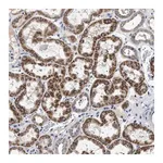 Merck Anti-CHRDL2 antibody produced in rabbit