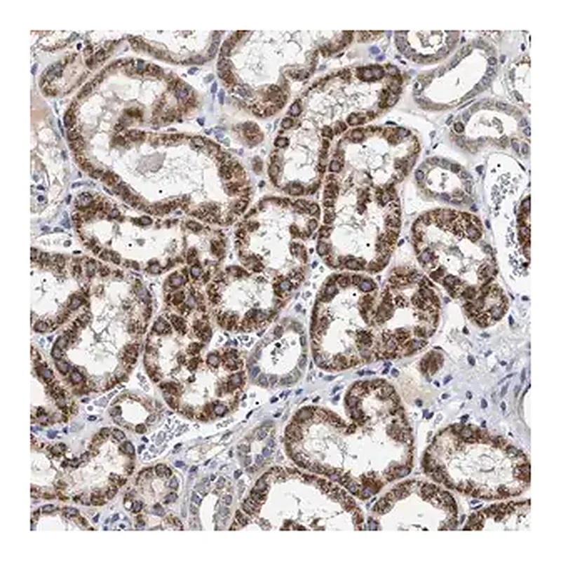 Merck Anti-CHRDL2 antibody produced in rabbit