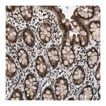 Merck Anti-RBM33 antibody produced in rabbit