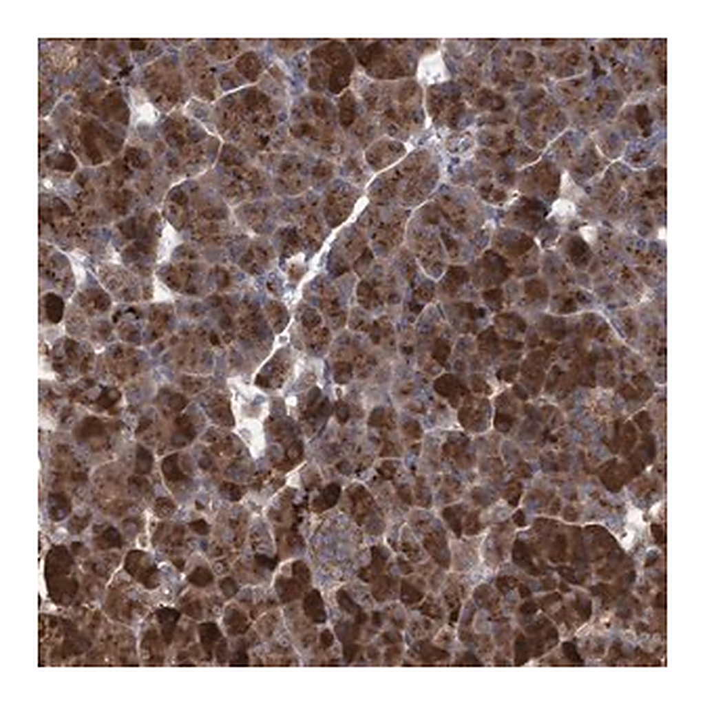 Merck Anti-ABCF2 antibody produced in rabbit