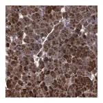 Merck Anti-ABCF2 antibody produced in rabbit