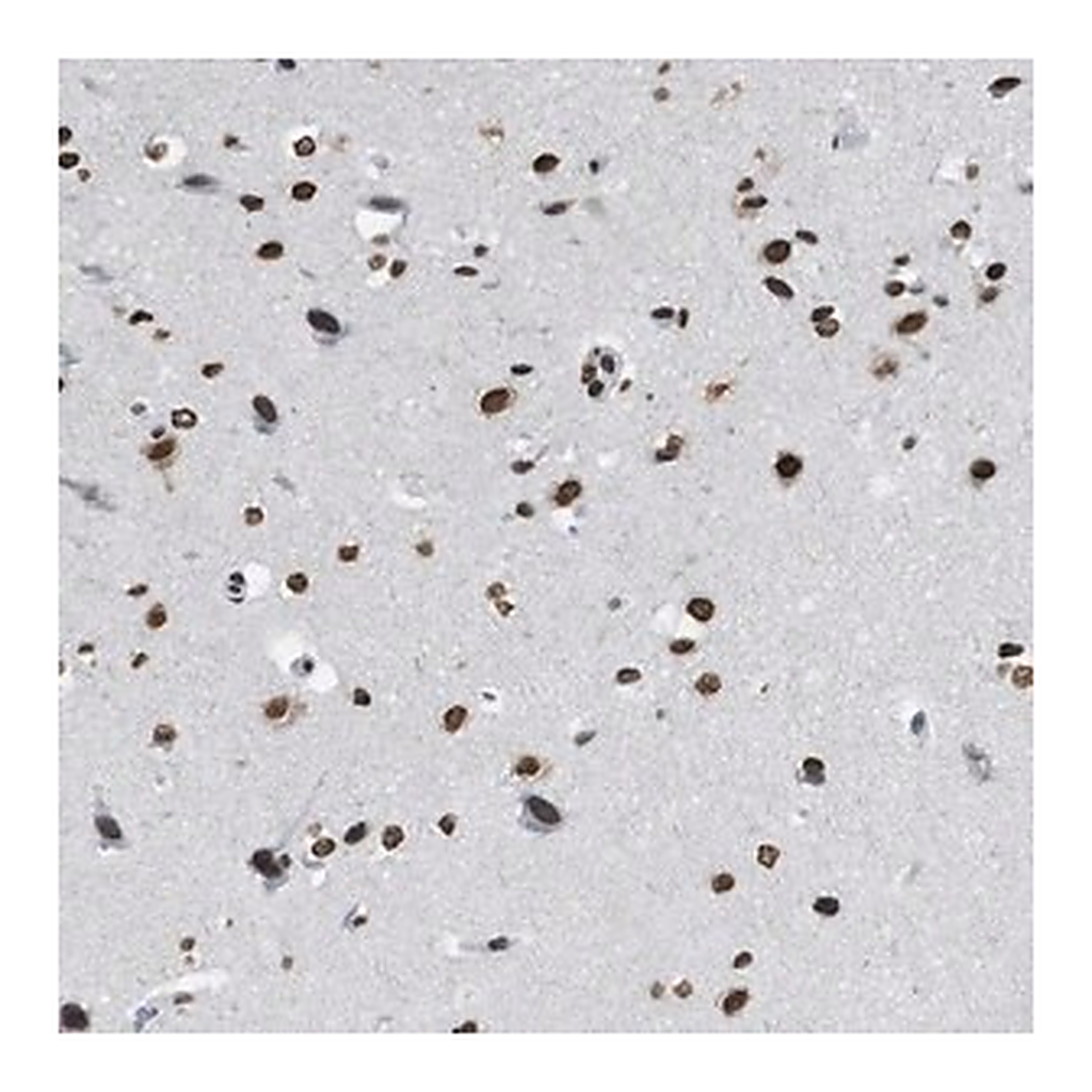 Merck Anti-NUP88 antibody produced in rabbit