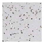 Merck Anti-NUP88 antibody produced in rabbit