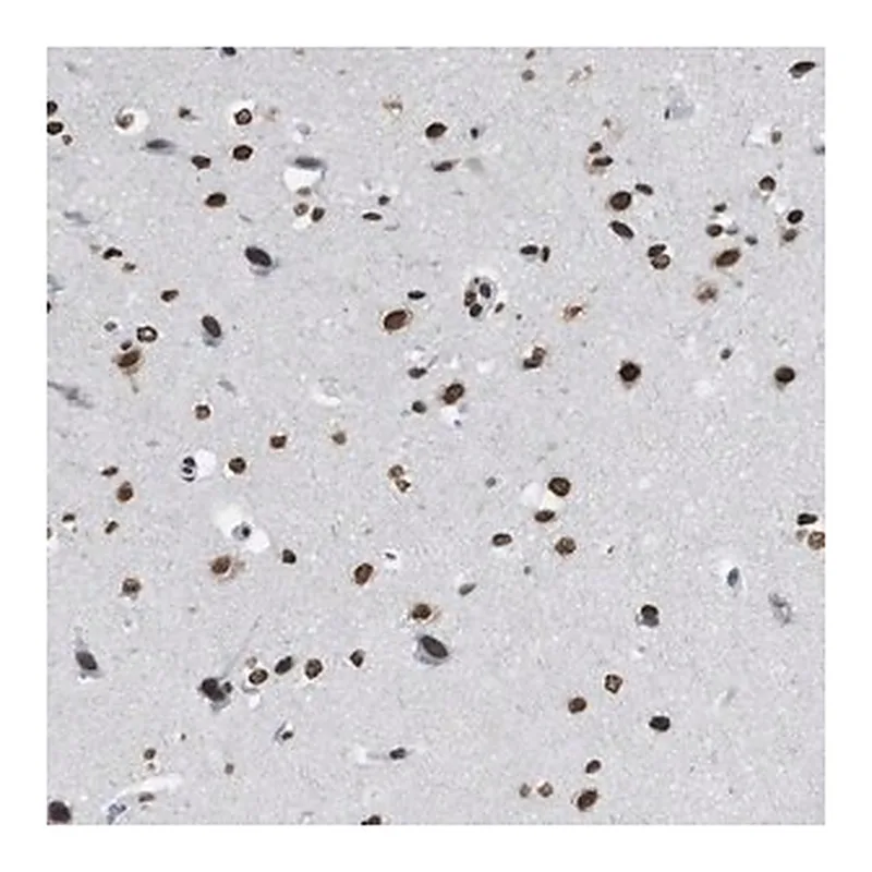 Merck Anti-NUP88 antibody produced in rabbit