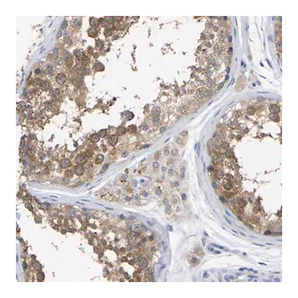 Merck Anti-WIPI2 antibody produced in rabbit