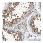 Merck Anti-WIPI2 antibody produced in rabbit